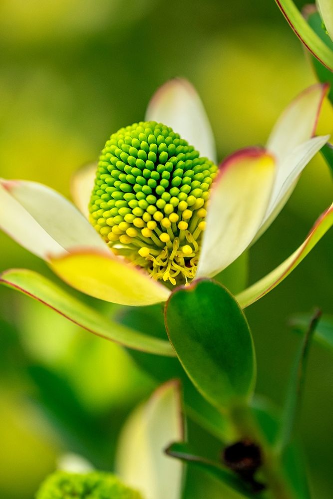Pincushion flower